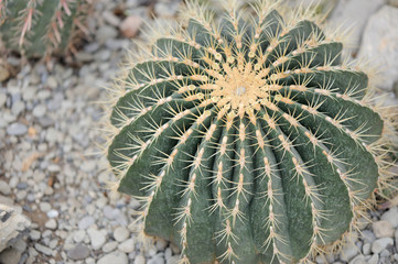 Fototapeta premium Cactus
