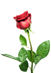 Obraz premium beautiful red rose on a white background