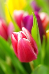 Tulpen