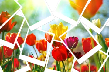 Crédence de cuisine en verre imprimé Tulipe Images Polaroid de tulipes