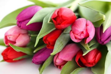 Tulpen
