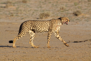 Stalking Cheetah, Kalahari desert, South Africa
