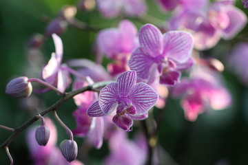 Orchideentraum