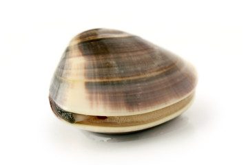 clam