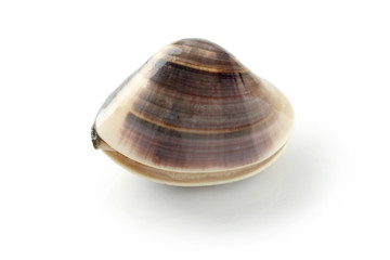 clam
