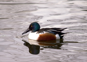 Shoveler