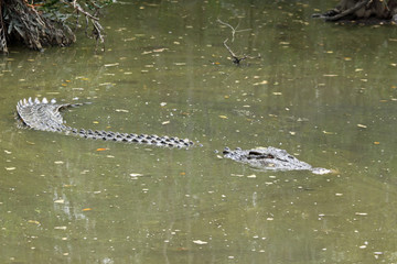 Australian Freshwater Crocodile. Queensland. Australia