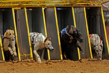 Greyhound racing