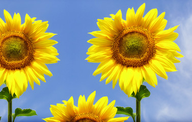 Sunflowers against the blue sky