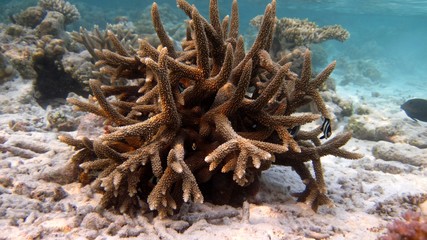 Maldivian coral reef 1