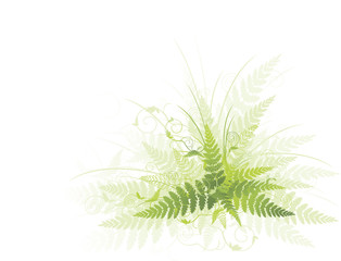 fern