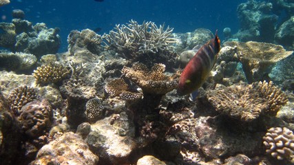 Maldivian coral reef 5