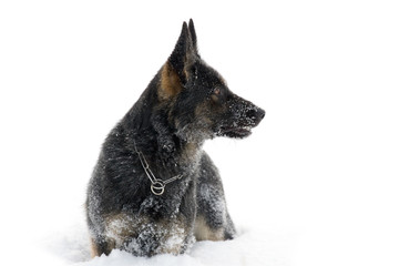 German Sheepdog in white snow