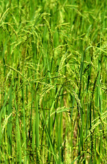 Green rice field texture wallpaper