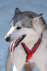 Fototapeta premium Animals