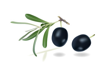 olives vector illustration