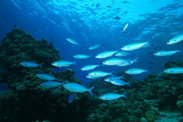 Shoal of Red Sea Fusiliers