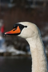 Fototapeta premium Schwan