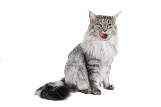 grey maine coon cat