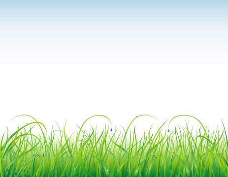 Background with the grass and drops
