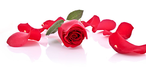 Red rose with fallen petals isolated on white