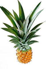 Fresh pineapple with long fresh green leaves on white