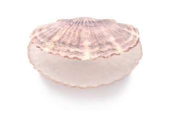 Ocean shell