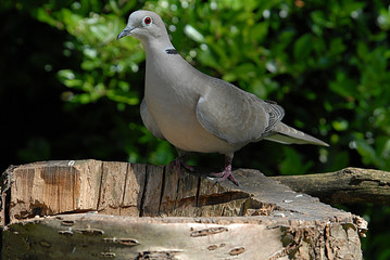 Türkentaube Streptopelia decaocto