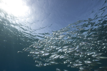 striped mackerel and ocean