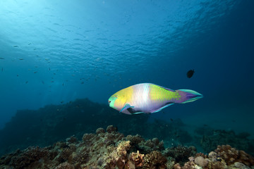Naklejka na ściany i meble ocean, coral and parrotfish