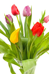 bouquet of colorful Dutch tulips over white background