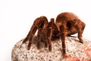 Tarantula