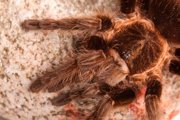 Tarantula