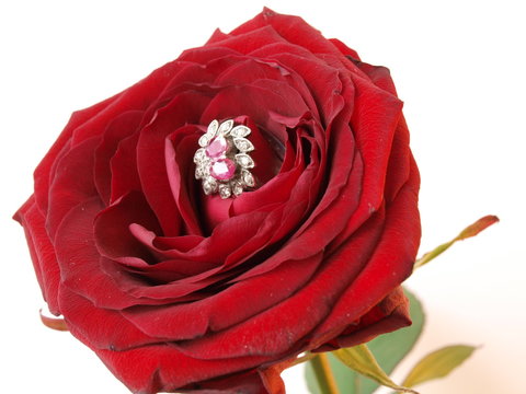 valentine rose 3