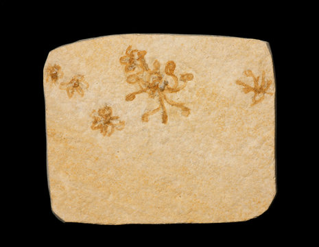 Saccocoma