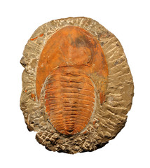 Trilobites