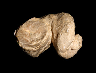 Requienia ammonia © natursports