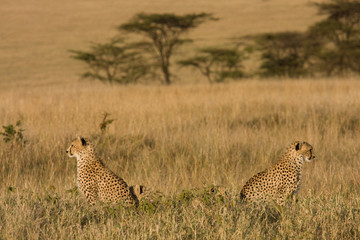 Cheetahs