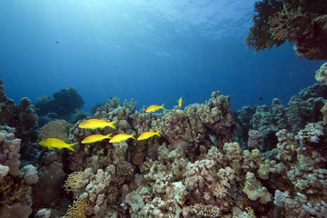 Fototapeta na wymiar yellowsaddle goatfish and ocean