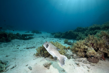 pufferfish and ocean