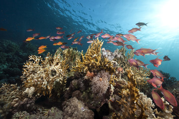 Fototapeta na wymiar ocean, coral and fish