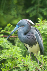 Tricolored heron