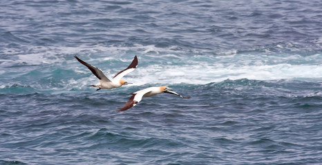 Fototapeta na wymiar Cape Gannets flying close to the ocean