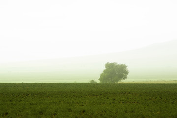 Tree behind a farm