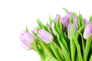 Violet tulips isolated on white background