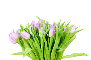 Violet tulips isolated on white background