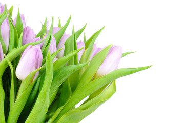 Violet tulips isolated on white