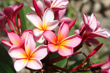 Pink plumeria