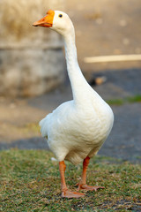 Goose