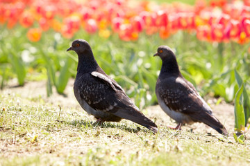 Two pigeons